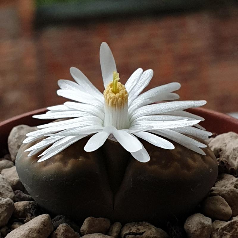 Lithops_hallii_var._hallii_C_090_1.jpg